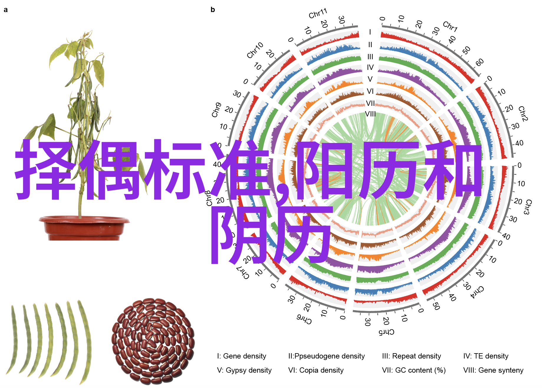 老虎Tiger这样的影片展示了怎样的家庭困境以及它所传递出的信息是什么