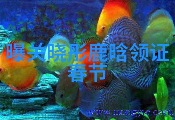 综艺明星借钱风波背后的真相究竟是怎样的