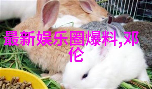 欧美ZC0O人与善交的最新章节-跨文化友谊的奇迹ZC0O人的温暖邂逅