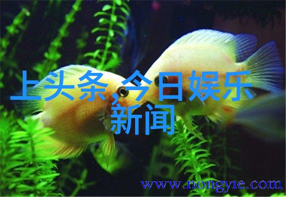 在快节奏社会中保持个人隐私与网络热度之间怎么平衡