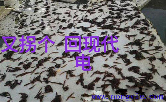 恋爱综艺中的阴阳怪气从网红到爆红的奇幻之旅