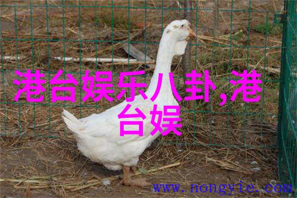 阿娇笑声中的羽翼翱翔