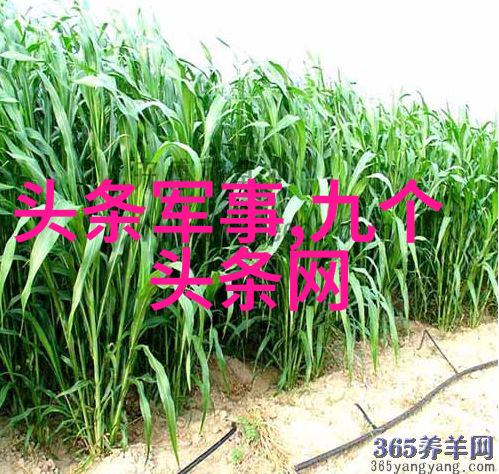 回忆曲目的免费之旅探索500首经典老歌的魅力