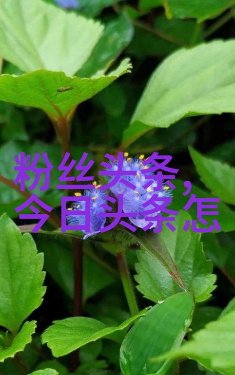 网红雪梨的幸福结局网红雪梨是否举行了浪漫婚礼